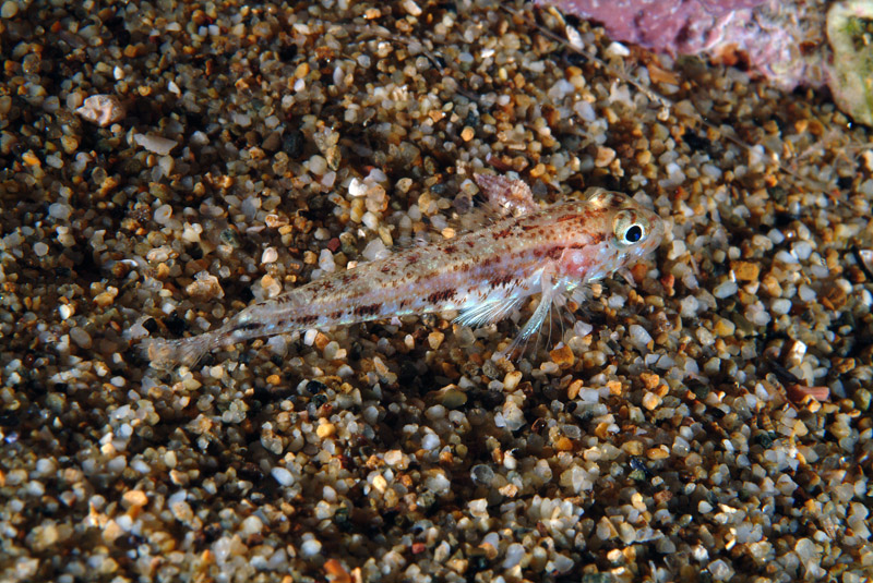 Buenia affinis e juvenile Gobius geniporus